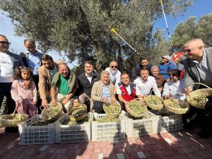 Harvest Celebration Under a 1,000-Year-Old Olive Tree in Havran