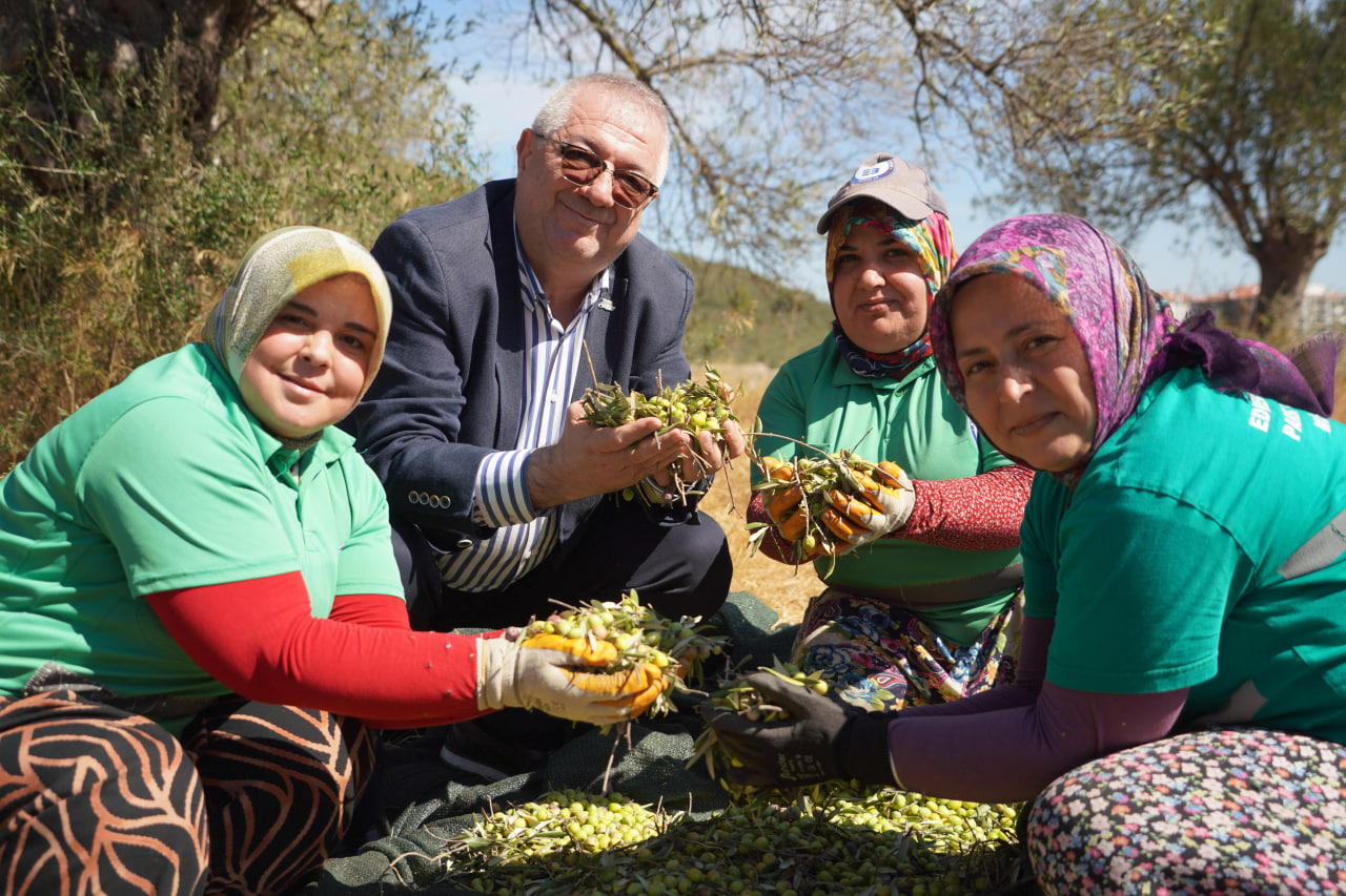 Edremit Municipality Begins Olive Harvest for 2026-2027 Season