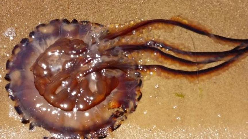 Atlantik'ten Marmara'ya geldi! Denizde alarm