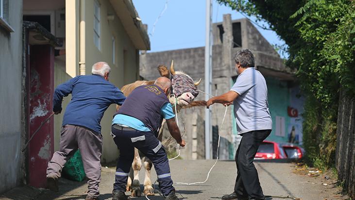 Bayram koşusu başladı: Kaçan kurbanlıklar sahiplerini peşinden koşturdu