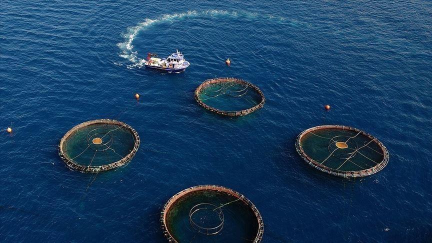 Doğu Karadeniz'in su ürünleri ihracatı 69,8 milyon doları aştı
