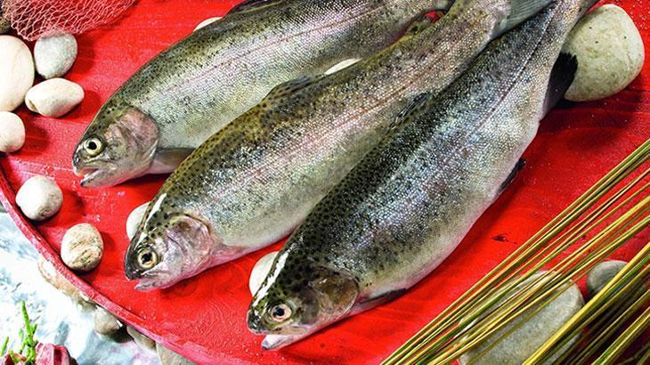 Doğu Karadeniz'in Türk somonu ihracatı 35,8 milyon doları aştı