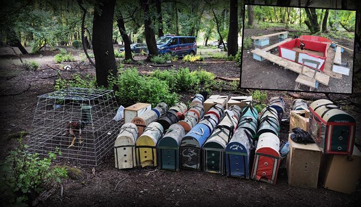 Horoz dövüşünde, hayvanları koruma derneği başkanı yakalandı