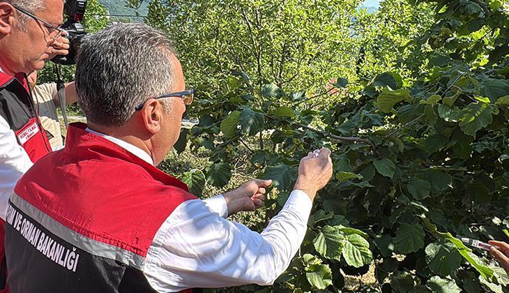 Ordu'da doğaya 245 bin 'samuray arısı' salınacak