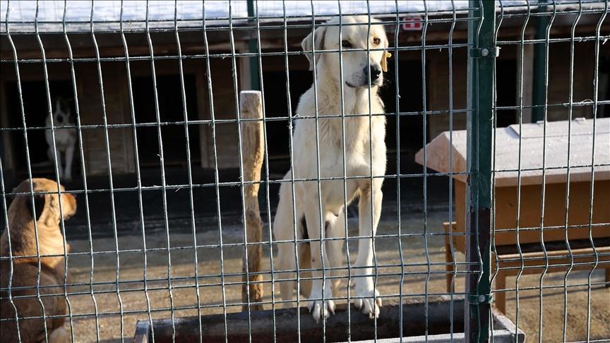 Osmangazi Belediyesinden barınakta köpeklerin öldürüldüğü iddiasına açıklama