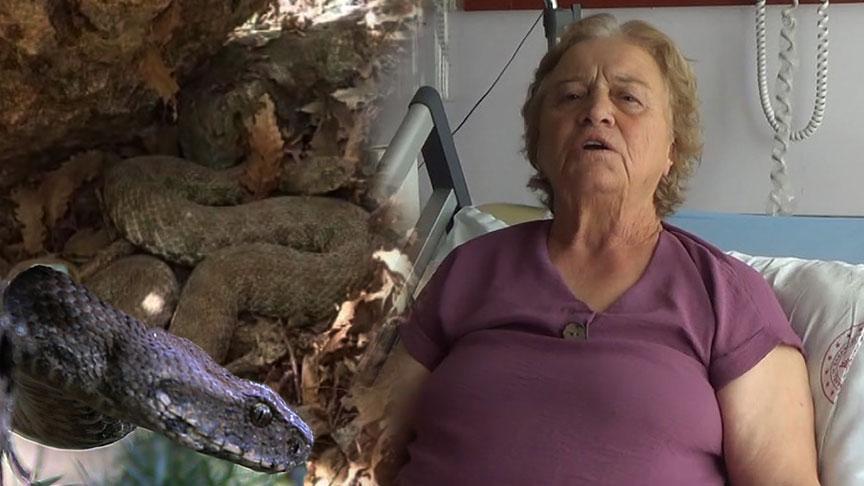 Pantolonundan girdi, bacağını ısırdı! Tunceli'de koca engerek dehşeti
