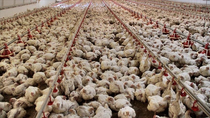 Tavuk eti üretimi martta arttı