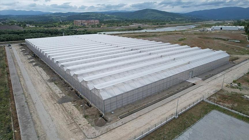 Zonguldak'taki sera organize tarım bölgesi ekonomiye yıllık 750 milyon lira katkı verecek